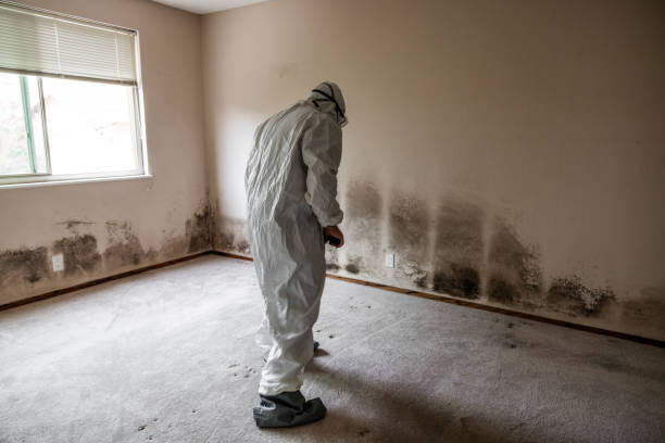 Mold Odor Removal Services in Eunice, LA